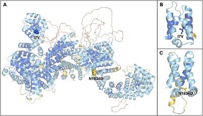 Case Report: Novel biallelic moderately damaging variants in RTTN in a patient with cerebellar dysplasia